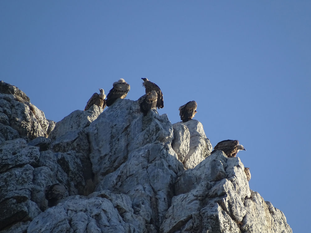 Alcuni grifoni delle centinaia osservati nel Parco di Monfrague.